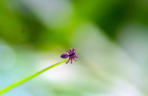 Capturing the Intricate World of a Spider through Macro Photography Stock Photos