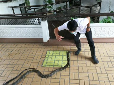 Capturing King Cobra with bare hands, Snake Farm, Queen Saovabha Memorial Ins Foto stock