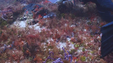 Capturing lionfish Видео 7761723