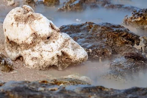 Capturing the Motion of Coral with Long Exposure. Ocean Beauty Shrouded in Fo Stock Photos