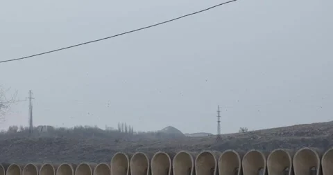 Capturing a muted winter landscape, devoid of snow, with graceful birds in Stockbeeldmateriaal 252465559