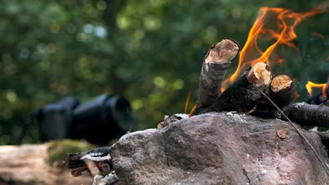 Capturing Nature's Beauty Stock Footage 296042662