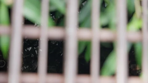 Capturing Natures Intrigue: A Glimpse Through Steel Bars as Lush Greenery Merges Stock Footage 310158042