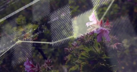Capturing pink flower cluster backlit in garden, with diagonal graphic and light Stockfoto's