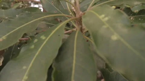 Capturing the rain forest 库存影片 33792963