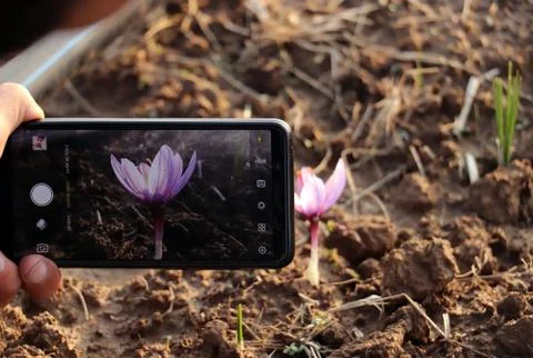 Capturing Saffron flower on a mobile device Stock Photos