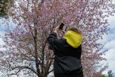 Capturing Sakura Blossoms Stock Photos