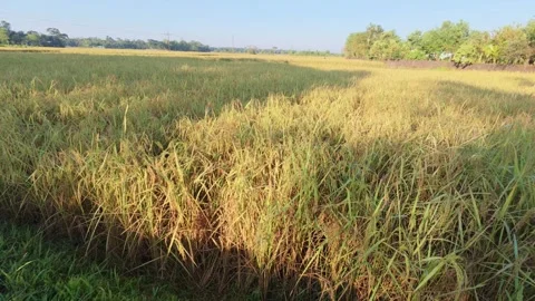 Capturing the scene of endless rice field under the bright sun. Stock Footage 321960933