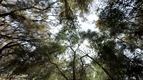 Capturing sunlight filtering through the trees in a serene forest setting Stock Footage 301303968