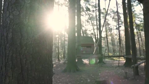 Capturing sunlight streaming through forest trees with treehouse Stock Footage 293082243