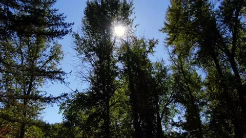 Capturing the tall trees Video stock 163236550