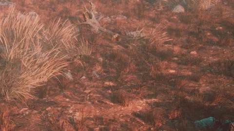 Capturing the texture of red soil and dry grass in a natural setting Video stock 339465298