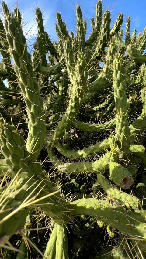 Capturing a Thorough View of Sharp Cactus Plants Stock Footage 279242325