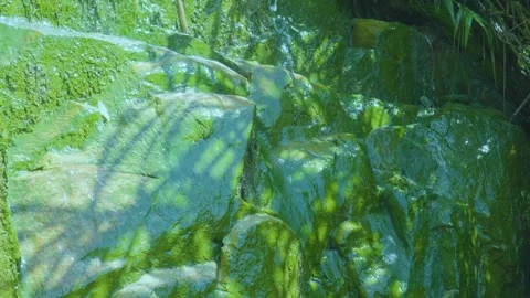 Capturing the Tranquil Beauty of a Shaded Stream in Lush Greenery Stock Footage 280474740