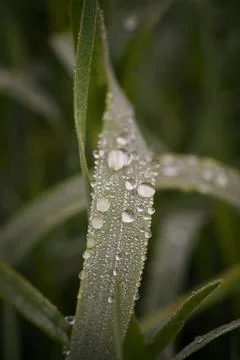 Capturing tranquil dew drops that adorn single grass filament at dawn Stock Photos