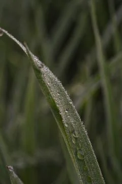 Capturing tranquil dew drops that adorn single grass filament at dawn Stock Photos