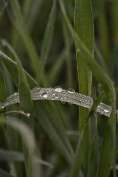 Capturing tranquil dew drops that adorn single grass filament at dawn Stock Photos