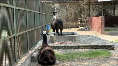 Capturing two dark brown llamas in a spacious outdoor habitat, one sitting pe Фото