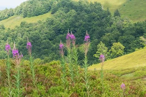 Capturing the vibrant display of fireweed flowers in full bloom on a meadow i Foto stock