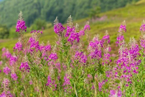 Capturing the vibrant display of fireweed flowers in full bloom on a meadow i Stock Photos