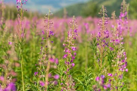 Capturing the vibrant display of fireweed flowers in full bloom on a meadow i Stock Photos