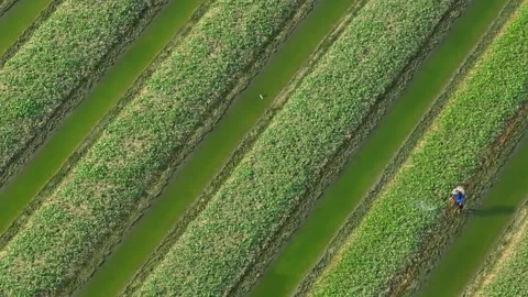 Capturing a worker spraying crops in neat rows. Stock Footage 306722230
