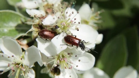 Capuchin bark Beetle on apple tree flower 스톡 동영상 83829587