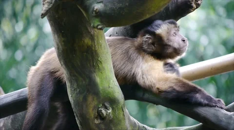 Capuchin Cute Pose Stock Footage 40771965
