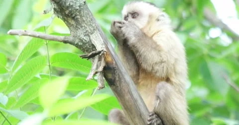 Capuchin eating on the tree Stock Footage 65411126