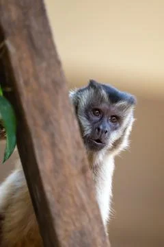 Capuchin Money looking at the camera Stock Photos