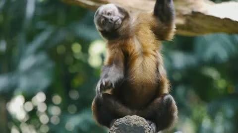 Capuchin Monkey Acting Stock Footage 11425509