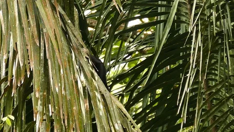 Capuchin monkey appearing on large palmtree leaf before leaving Stock Footage 123613910