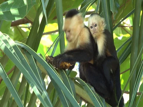 Capuchin Monkey &amp; baby eating Stock Footage 85567603