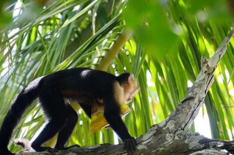 Capuchin Monkey with bag of potato chips Stock Photos