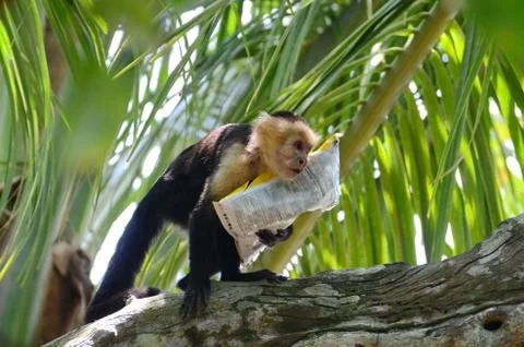 Capuchin Monkey with bag of potato chips Stock Photos