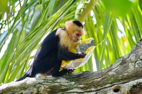 Capuchin Monkey with bag of potato chips Stock Photos