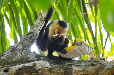 Capuchin Monkey with bag of potato chips Stock Photos