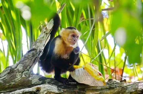 Capuchin Monkey with bag of potato chips Stock Photos