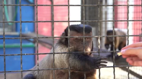 Capuchin monkey begs for food Stock Footage 142400420