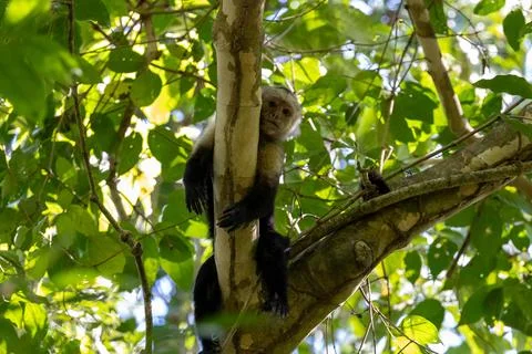 Capuchin monkey on a branch (Cebus capucinus) Stock Photos