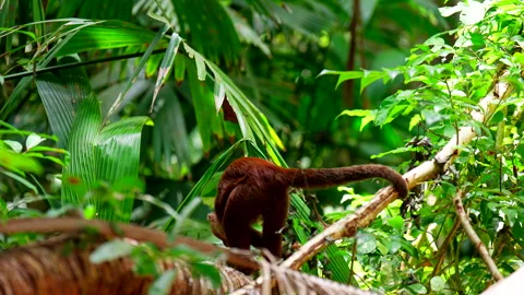 Capuchin monkey on branch in Tayrona National Park, Colombia. close up Stock Footage 336414058