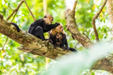 Capuchin Monkey on branch of tree - animals in wilderness 库存照片