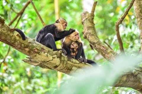 Capuchin Monkey on branch of tree - animals in wilderness Foto stock