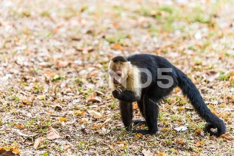 Capuchin Monkey on branch of tree - animals in wilderness Stock Photos