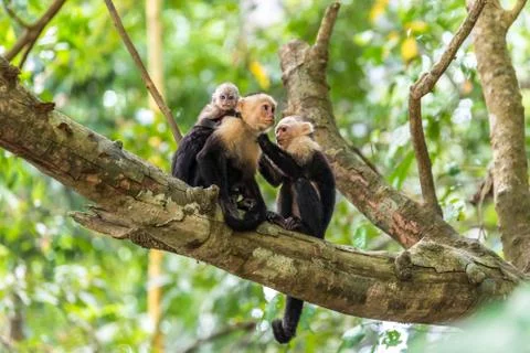 Capuchin Monkey on branch of tree - animals in wilderness Photos