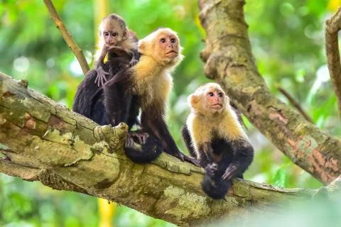 Capuchin Monkey on branch of tree - animals in wilderness Stock-Fotos