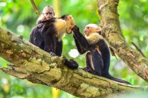 Capuchin Monkey on branch of tree - animals in wilderness Photos