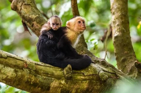 Capuchin Monkey on branch of tree - animals in wilderness Фото