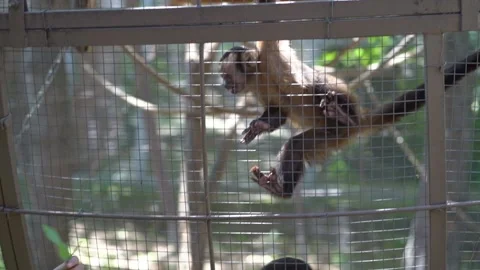 Capuchin monkey in cage at zoo, taking twig with green leaves from man's hands. Stock Footage 132101163
