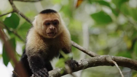 Capuchin Monkey Call Expression Costa Rica Mangrove Boat Tour Travel Stock-Footage 347768992